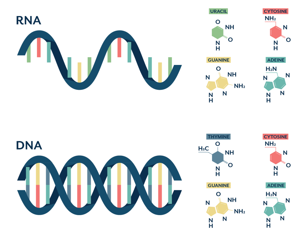 Днк ноябрь 2023. DNA RNA DHC. ДНК И РНК. ДНК vs РНК. 16 S РНК.