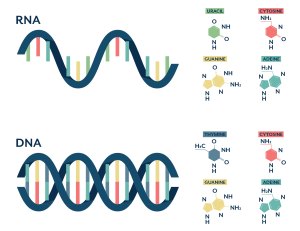 18s vs 16s testing - compare DNA and RNA