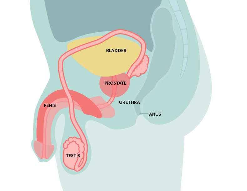 New Treatments For Interstitial Cystitis, UTI And Prostatitis