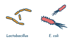 Vaginal microbiome: Lactobacillus and E. coli