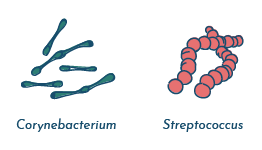 Bacteria found in the vagina: Corynebacterium and Streptococcus