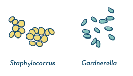 Bacteria found in the vagina: Staphylococcus and Gardnerella