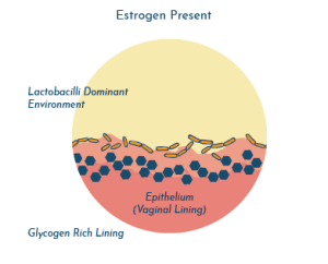 UTI and menopause - estrogen therapy