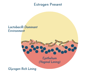 UTI and menopause - estrogen therapy