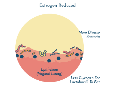 UTI and menopause - estrogen reduction