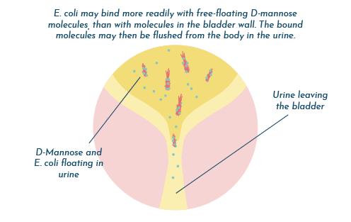 D-Mannose For UTI: Dosage, Benefits, Side Effects