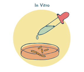 In vivo vs. in vitro - UTI research