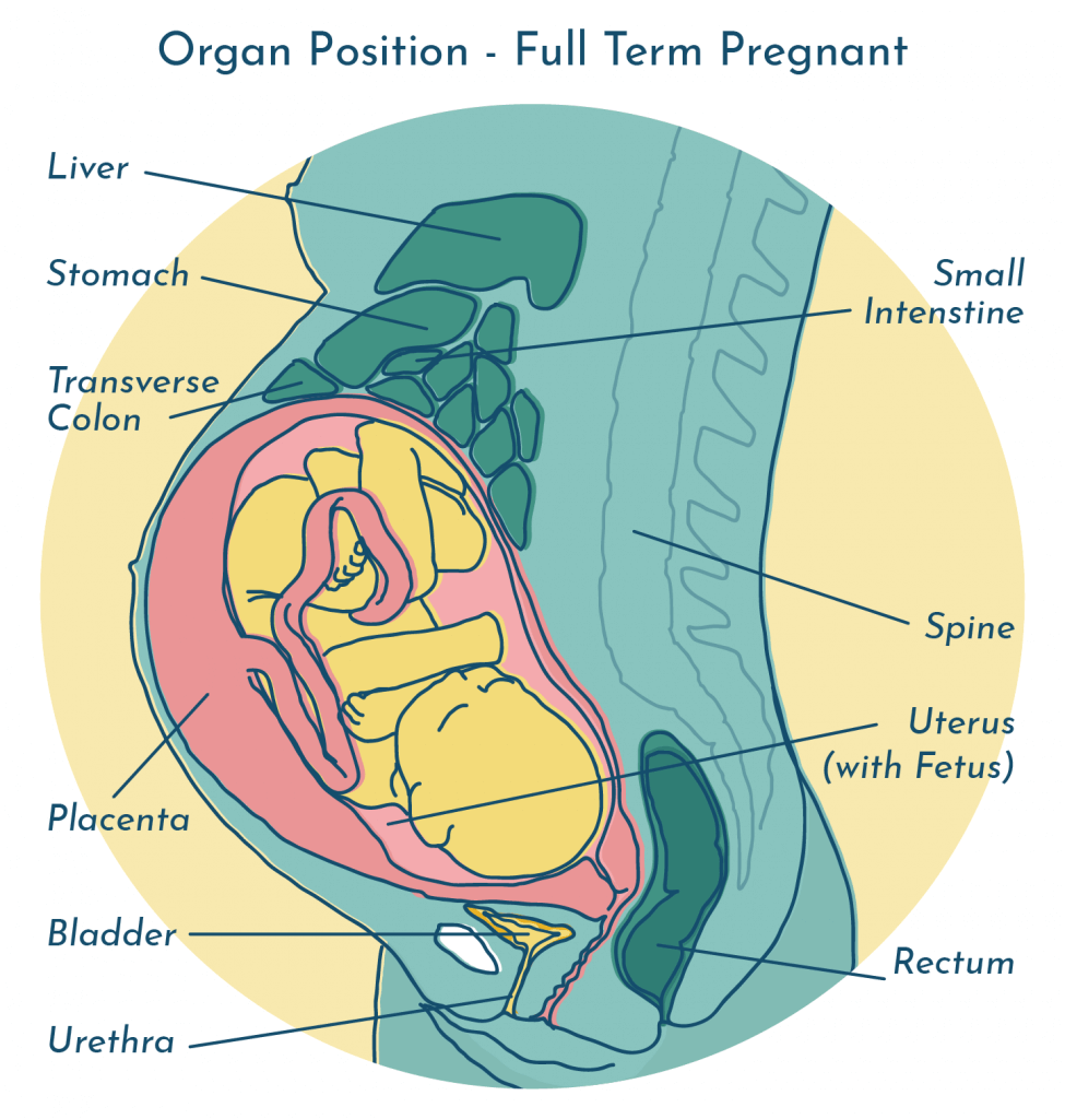 uti-during-pregnancy-safety-treatment-and-prevention-2022