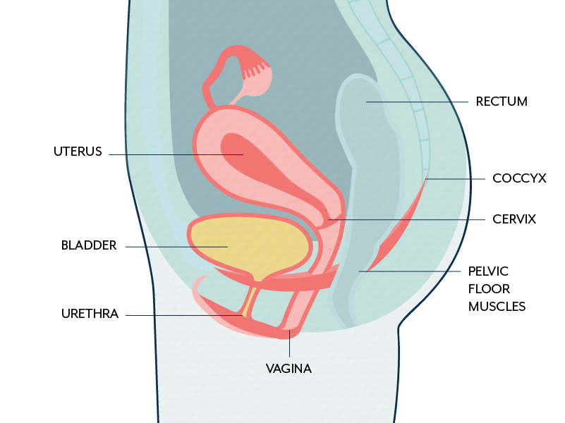 Pelvic Floor Dysfunction and UTI Symptoms The Differences