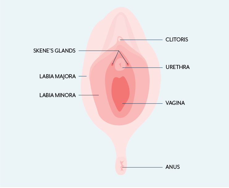 Skenitis of the skene's glands, or para urethral glands, and its relationship with lower urinary tract symptoms.