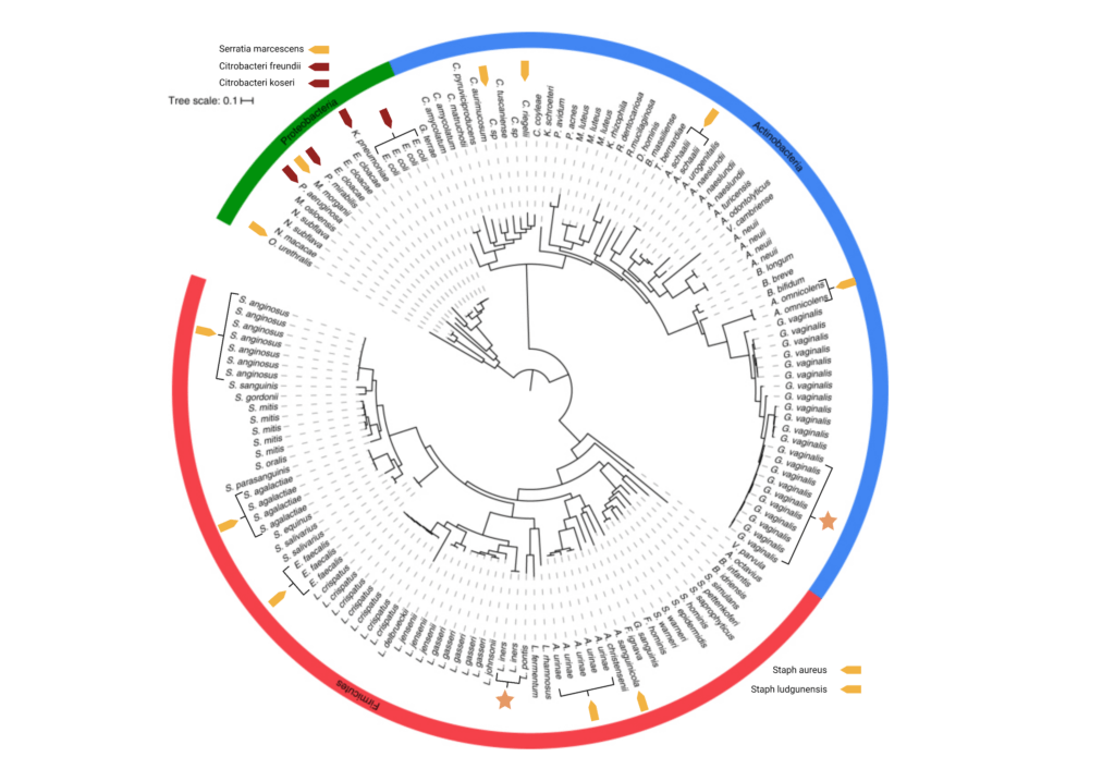 Organisms that can be detected by standard urine culture (SUC)